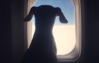 Dog looking through an airplane window