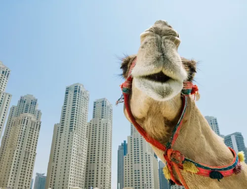 Šta je novo na Travelport+ platformi